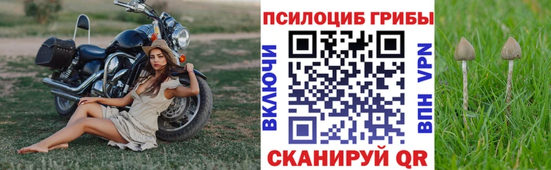 Галлюциногенные грибы Psilocybine cubensis  купить наркоту  Курганинск 